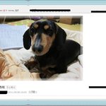 ★★하진짜꼭봐주세요, 까미불쌍해서 안되요, 제발요ㅠㅠ★★