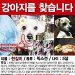 ★유기<b>견이</b> 또 다시 유기견이 되지않게 도와주세요★