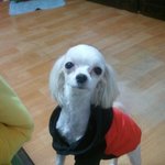 ☆★☆★☆울산 무거동에서 잃어버린 강아지를 찾습니다(사진有)☆★☆★☆★