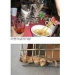 ♥♥♥귀여운 고양이보고 <b>눈정화</b>♥♥♥