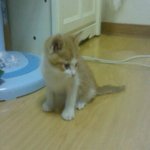 제발,,제.발..,불쌍한 <b>아가</b>고양이 좀 도와주세요.,,!