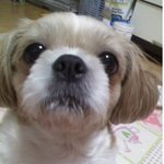 구로구 <b>오류</b>2동 강아지를 잃어버렸어요ㅜㅜ