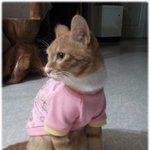 고양이 분양 합니다~ㅠㅠ(코숏.1살.<b>남아</b>)