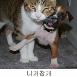 귀여운 개 시리즈 <b>모음</b>