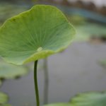30 판에 <b>입문</b>한지...