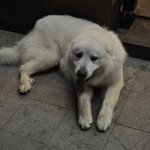 도와주세요.  상근이를 도둑맞았습니다 ㅠ.ㅠ - 대구지역-