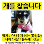 강아지를 찾고 있습니다.  <b>도움</b> <b>부탁</b> 드립니다.
