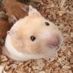 애완동물에 관한 뉴스들을 보면...