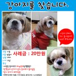 강아지를 찾습니다!!(구로구 오류2동 <b>시</b><b>츄</b>여아 방울이를 찾습니다!...