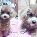 강아지를 찾습니다