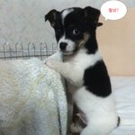 [사진有] 우리집 강아지 (<b>짤방</b>용)