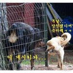<b>개시</b>키가 <b>개시</b>키에게...ㅋ