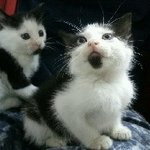 ★★ 사진有 ★★ 아가고양이 <b>입양</b>하실분 구합니다 ★★
