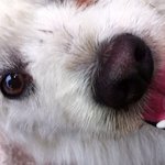 개~ <b>거품</b>~(놀라지마시길)