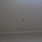 (사진有)우리집에날라다니는미국바퀴벌레<b>침입</b>