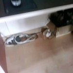 호기심으로 시작된 강령술(나홀로숨바꼭질..)