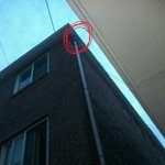 새벽 3시19분, 고양이 구출작전