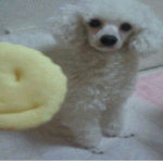 인천광역시 <b>남동구</b>에서 잃어버린 강아지를 찾아요