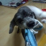 구혼광고 신랑을 찾습니다