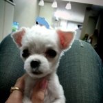 △▼ 사진多 !!!) 매력만점 우리집 사랑이