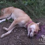 ★★★필독!! <b>동물</b>농장에 나왔던 끔찍한 황구 학대범을 잡아주세요★★★