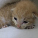 사진有) 오물투성이에 버려진 <b>꼬물</b>이 길고양이 이렇게 컸습니다