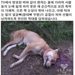 <b>sbs</b> tv동물농장 황구 꼭 봐주세요!!!!! (심장 약하신 분은...