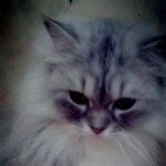 ★☆ㅅㅏ진有@) 고양이의 털민사진 <b>전후</b>!!!!!!☆★