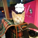 (사진有)길냥이 제발 살수있기를..ㅠㅠ(마지막후기) 스압쩜..;;