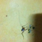 내 친구네 집이 곱등이에게 습격받고 있다 (수정-4)