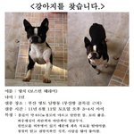 [부산 <b>영도</b>] 강아지를 찾아주세요~