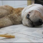 황구학대사건 동물농장공개수배
