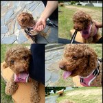 사진有[<b>청주</b>] 상당구 우암동 청주대 근처 강아지를 찾습니다! (갈색푸들)
