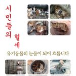 부산<b>시유</b>기견보호소!!!!! 진짜 꼭 봐주세요!!! 황구사건보다 더...