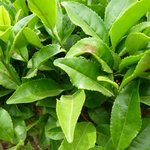 this is calm <b>korea</b>