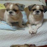 #######친구가강아지를 잃어버렷어요ㅠㅠㅠㅠ#######