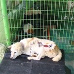 개 한마리 때렸다고 온국민이 난리? [설마신고당하지는않겠지];;;