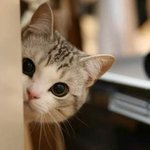 <b>헬로</b>양!!!!!!!!!