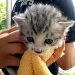 아기냥이 분양합니다 관심가져주세요 (<b>사진</b> <b>o</b>)