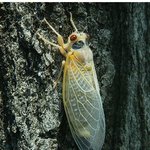 내 이름은 <b>매미</b> 내이야기 한번 들어볼래?