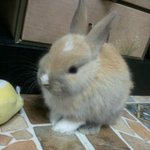 마트에서 산 <b>토끼</b>가 3일만에 죽어버렸어요.