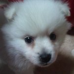 호랑이해를 맞아서 이름을 호야 라고 지어줬었는데...