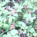 미운오리새끼 친정행~(막둥며눌)