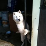 앉아있던 강아지도 벌떡 일어나만한 최고의 <b>스펙</b> 내 핸드폰 자랑