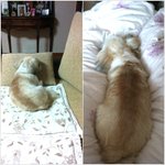 우리집 마영감.