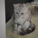 귀여운 고양이가 반겨주는 고양이 까페