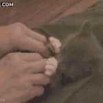고양이<b>움짤</b> 대박이당!!!!!!!!!!