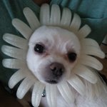 ★★(사진 有) 아..내 <b>털들</b>