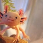 사진有)) 이쁨드립 녀자의 과자소포후기 ㅋㅋㅋㅋ