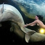 올누드로 돌고래와 유영하는 여성 해양<b>생물</b>학자는 혹시 나체주의자?